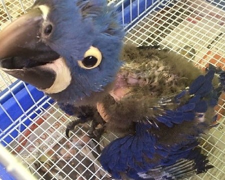 Hyacinth Macaw