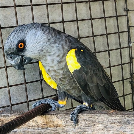Rueppels Poicephalus