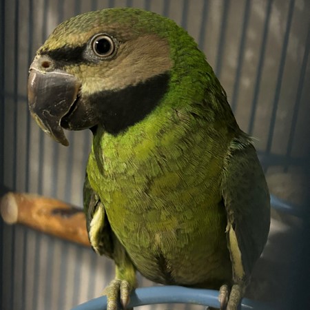Moustached Parakeet