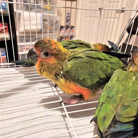 Nanday Conure