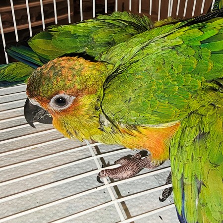 Nanday Conure