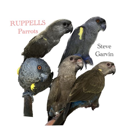 Rueppels Poicephalus