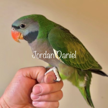 Ringneck Derbyan Parakeet