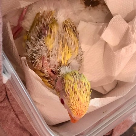 Scaly-Breasted Lorikeet
