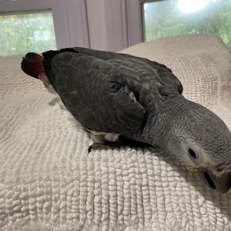Timna Parrot African Grey Timneh Parrot #204474 for sale in Havelock, NC