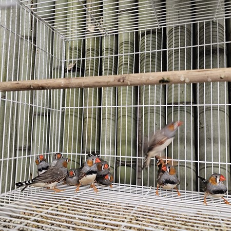 Zebra Finch