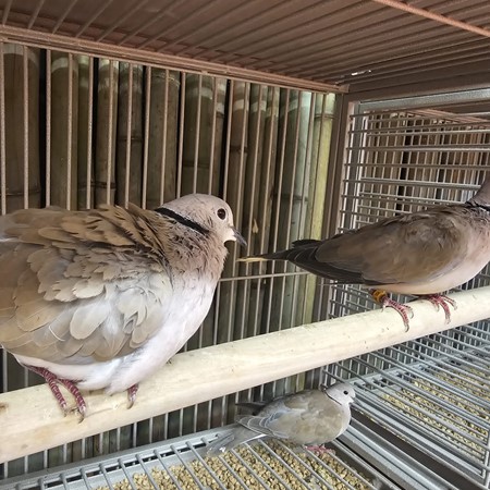 Ringneck Dove