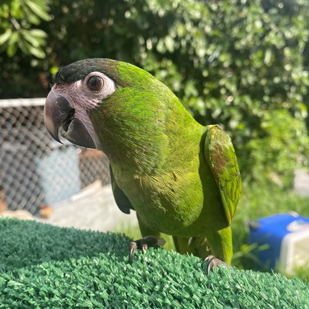 Hahns Macaw