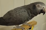 African Grey Timneh Parrot