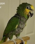 Orange Wing Amazon