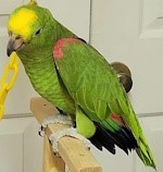 Yellow Crowned Amazon