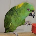 Yellow Naped Amazon