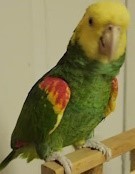 Double Yellow Head Amazon