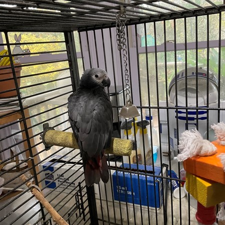 Timna Parrot African Grey Timneh Parrot #206074 for sale in Havelock, NC