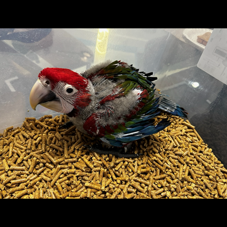 Green Wing Macaw