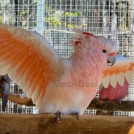 Major Mitchell Cockatoo