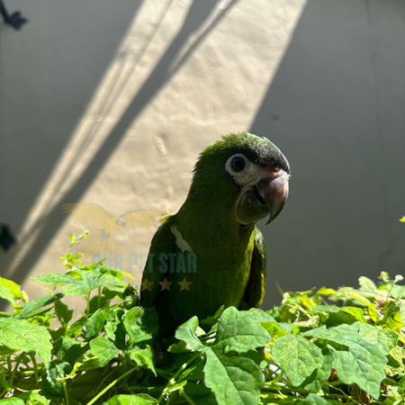 Hahns Macaw
