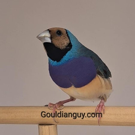 Lady Gouldian Finch #207031 for sale in Daytona Beach, FL
