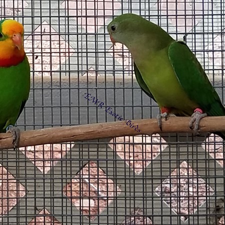 Baraband Parakeet
