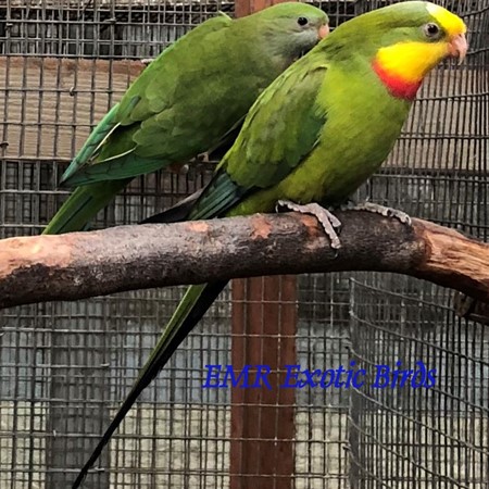A bird raised by EMR Exotic Birds; pamperedcritters