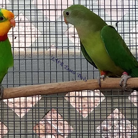 A bird raised by EMR Exotic Birds; pamperedcritters