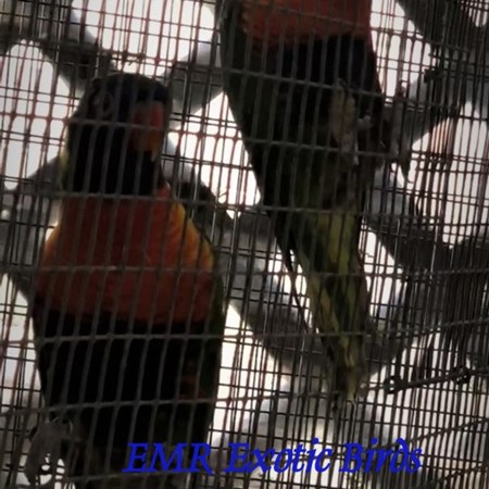 A bird raised by EMR Exotic Birds; pamperedcritters
