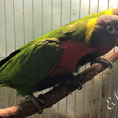 A bird raised by EMR Exotic Birds; pamperedcritters