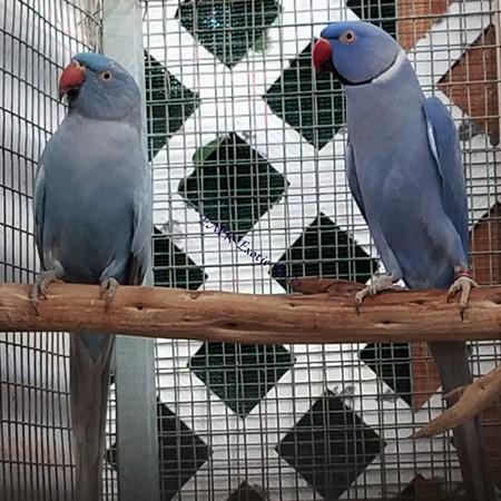 Ringneck Indian Parakeet