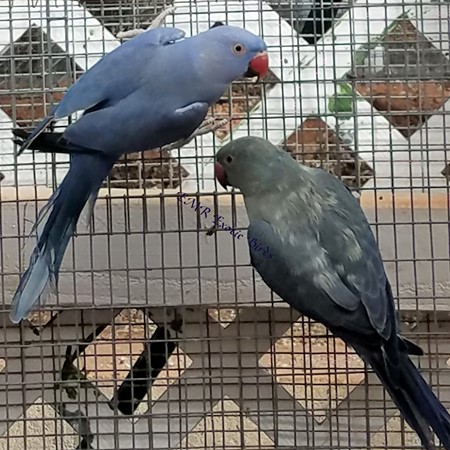 A bird raised by EMR Exotic Birds; pamperedcritters