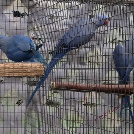 A bird raised by EMR Exotic Birds; pamperedcritters