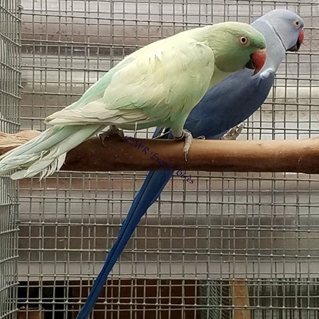 Ringneck Indian Parakeet #207137 for sale in San Diego, CA