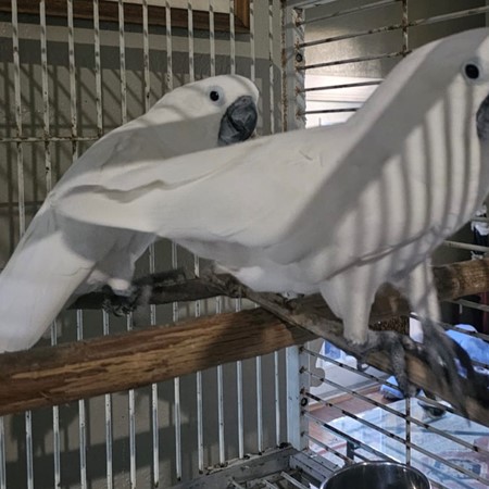 Umbrella Cockatoo #207215 for sale in Loxahatchee, FL