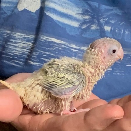 Green Cheek Conure #207332 for sale in Miami, FL