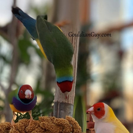 Lady Gouldian Finch #207652 for sale in Daytona Beach, FL