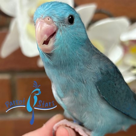 Celestial (Pacific) Parrotlet #207874 for sale in Arlington Heights, IL