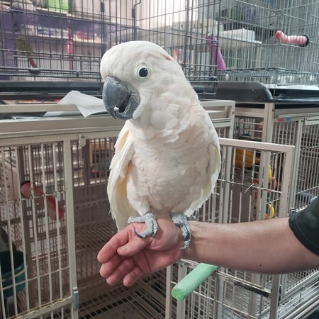 Moluccan Cockatoo