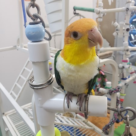 White Bellied Caique