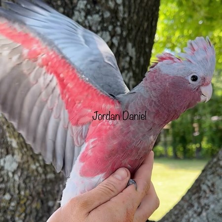 Rose Breasted Cockatoo #209958 for sale in Van Alstyne , TX