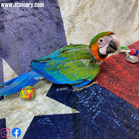 Hybrid Macaw #210068 for sale in Austin, TX - Party Macaw Habitat For Sale In Texas