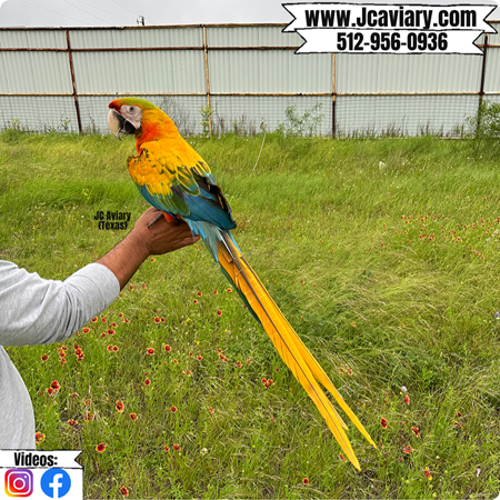 View of Hybrid Macaw #210084 for sale in Austin, TX