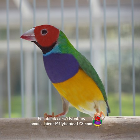 Lady Gouldian Finch #210276 for sale in Valrico, FL