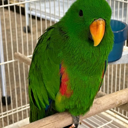 Solomon Island Eclectus