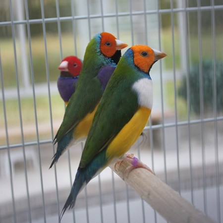Lady Gouldian Finch #210963 for sale in Valrico, FL
