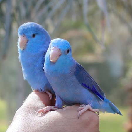 Celestial (Pacific) Parrotlet #210997 for sale in Valrico, FL