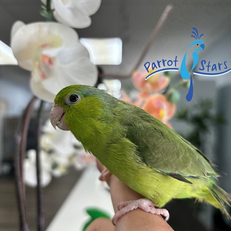 Celestial (Pacific) Parrotlet #211076 for sale in Arlington Heights, IL