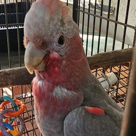 Rose Breasted Cockatoo #211615 for sale in Loxahatchee, FL