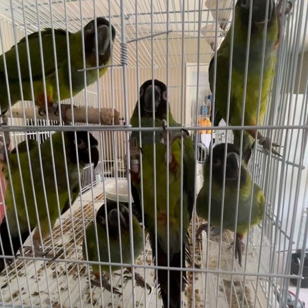 Nanday Conure
