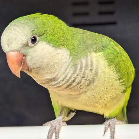 Quaker Parrot #212338 for sale in Webster, NY