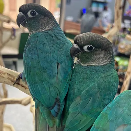 Green Cheek Conure #212401 for sale in Flower Mound, TX