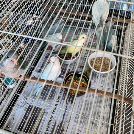 Quaker Parrot